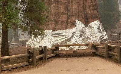 Giant Foils Protecting The Sequoias Made By Del Mar-Based Company | KPBS