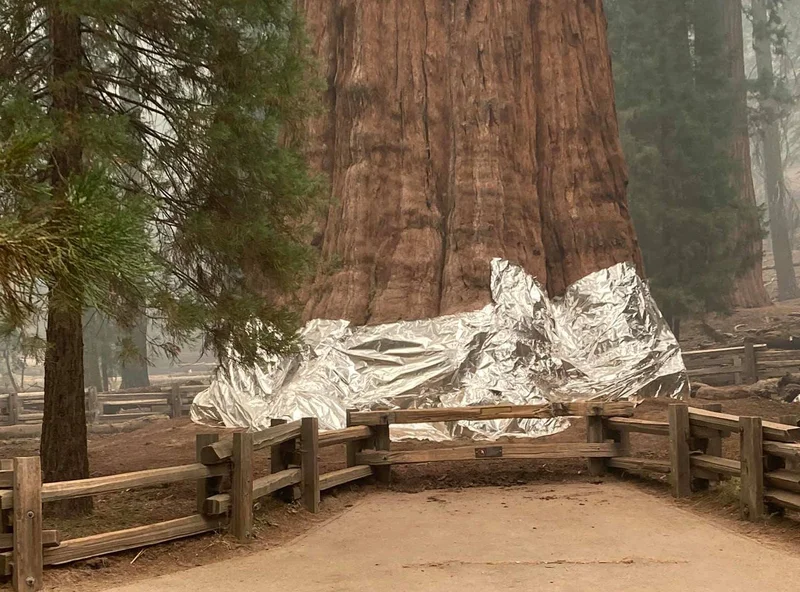 Here's Why Firefighters Are Wrapping Sequoia Trees In Aluminum Blankets